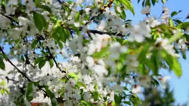 Árbol frutal en flor — Vídeo de stock