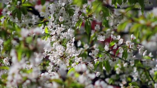 Fruit tree in bloom — Stock Video