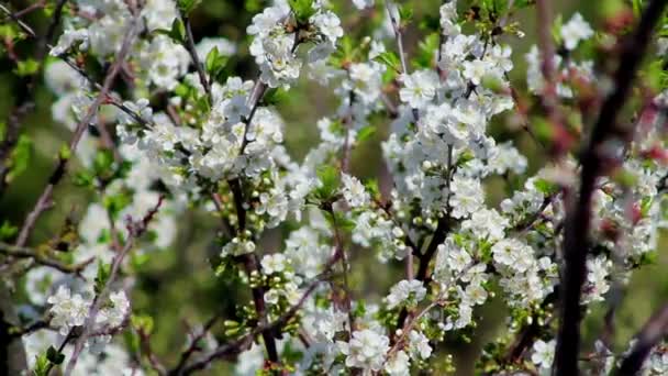 Obstbaum in voller Blüte — Stockvideo