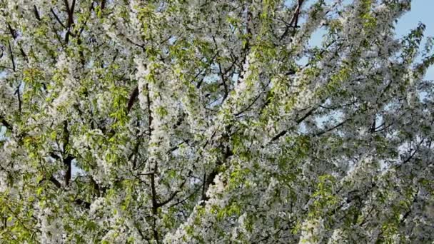 Árbol frutal en flor — Vídeo de stock