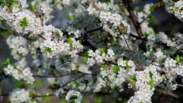 Obstbaum in voller Blüte — Stockvideo