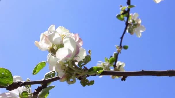 Apple tree in tsvetts — Stock Video