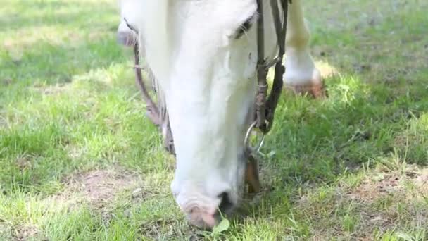 Caballo blanco — Vídeos de Stock