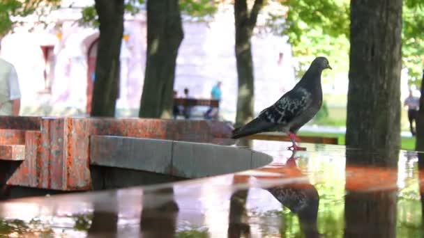 鸽子在喷泉 — 图库视频影像