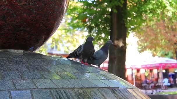 Palomas en la fuente — Vídeos de Stock