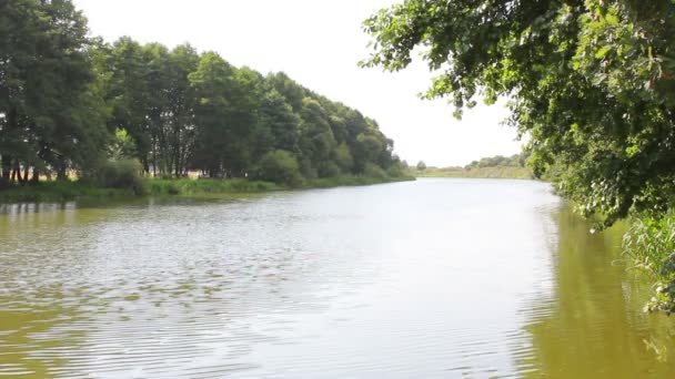 Rivier op een zomerdag — Stockvideo