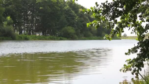 Rivier op een zomerdag — Stockvideo