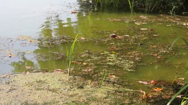 Río en un día de verano — Vídeo de stock