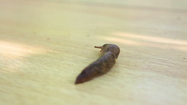 Slug rampant à la surface — Video