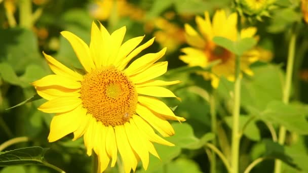 Tournesols — Video