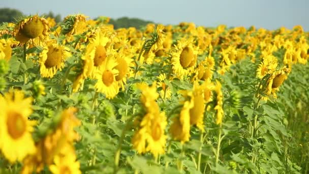 Girasoles — Vídeos de Stock