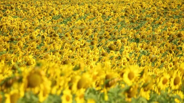 Sunflowers — Stock Video