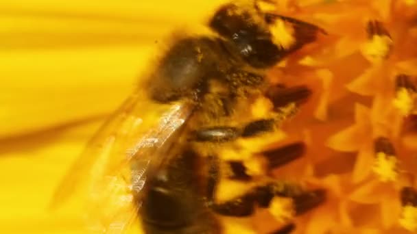 Пчела в подсолнухе — стоковое видео