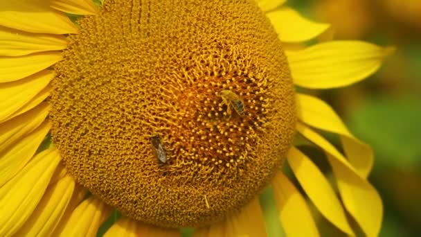 Biene in Sonnenblume — Stockvideo