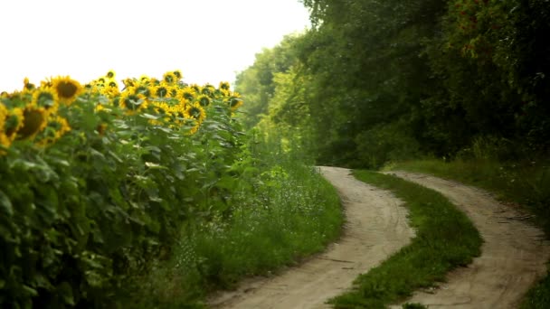 Girasoles — Vídeo de stock