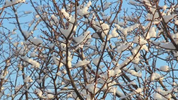 Árvores na neve — Vídeo de Stock