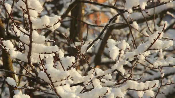 Bomen in sneeuw — Stockvideo