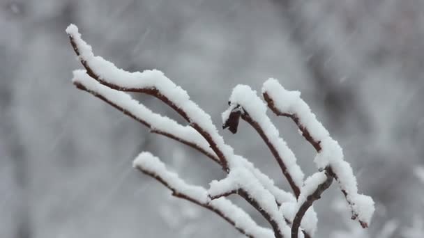 Bomen in sneeuw — Stockvideo