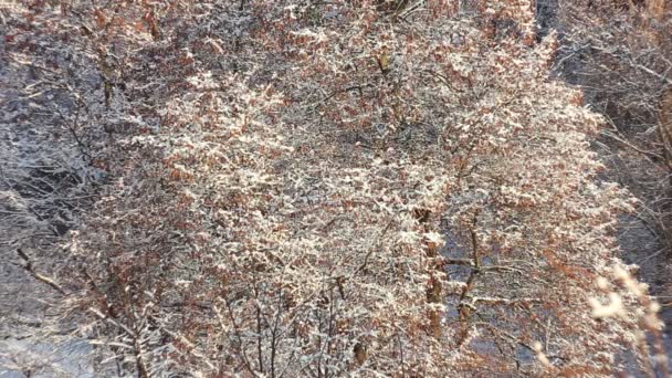 Деревья в снегу — стоковое видео