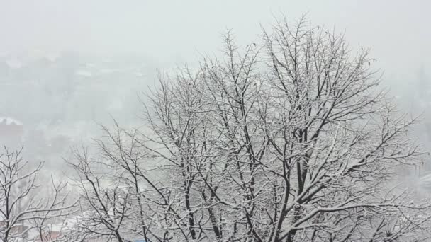 Drzewa w śniegu — Wideo stockowe