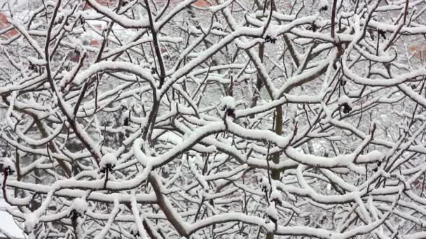 Árboles en la nieve — Vídeo de stock