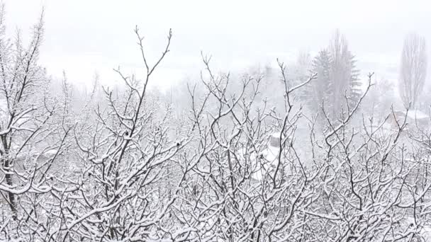 Bomen in sneeuw — Stockvideo