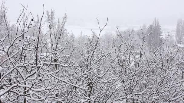 Trees in Snow — Stock Video