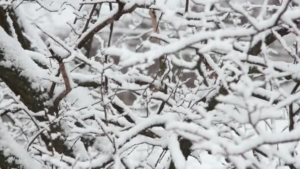 Stromy ve sněhu — Stock video