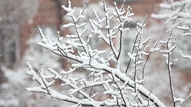 Träd i snö — Stockvideo