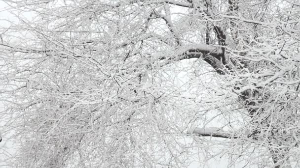 Ağaçlarda kar — Stok video