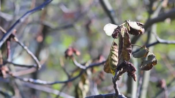 Ceviz ağacı sonbahar — Stok video