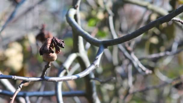 Podzimní strom ořech — Stock video