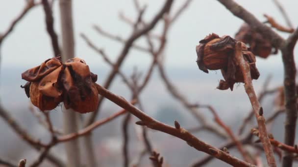 Walnussbaum-Herbst — Stockvideo