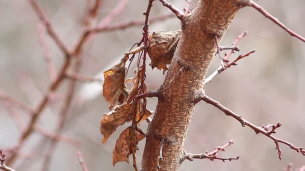 Walnut tree herfst — Stockvideo