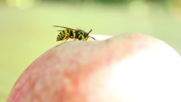 Wespe auf dem Apfel — Stockvideo