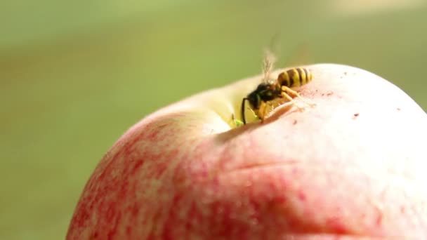 Оса на яблуці — стокове відео