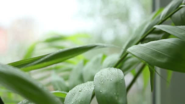 露水在草地上 — 图库视频影像