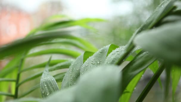 露水在草地上 — 图库视频影像