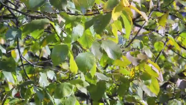 Walnut tree autumn — Stock Video