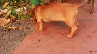 bahçede köpek yavrusu