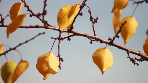 Foglie d'autunno gialle — Video Stock