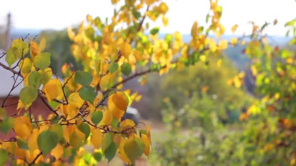 Sarı sonbahar yaprakları — Stok video