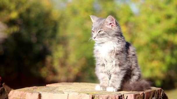 Şirin kedi yavrusu — Stok video