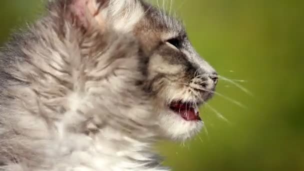 可爱的小猫 — 图库视频影像
