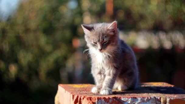 Gatinho bonito — Vídeo de Stock