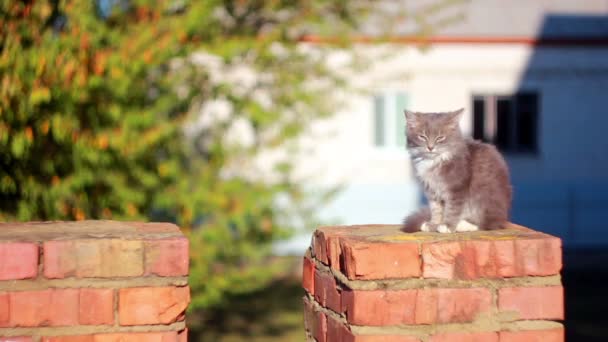 Chaton mignon 