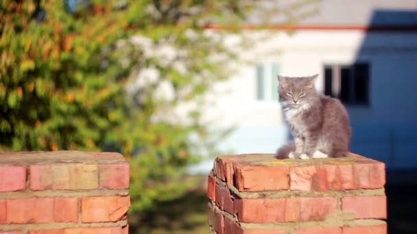 Cute kitten — Stock Video