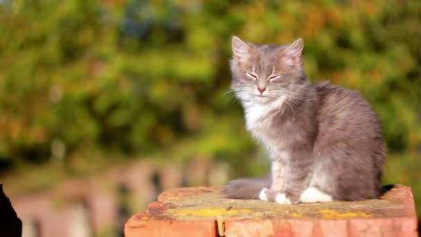 Gatinho bonito — Vídeo de Stock