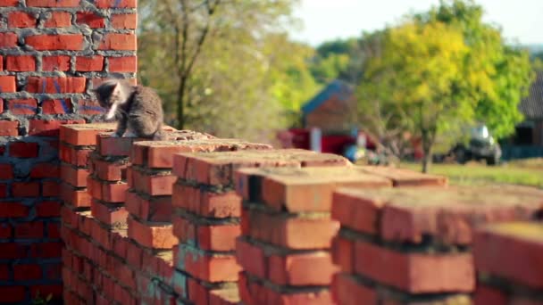 Gatinho bonito — Vídeo de Stock