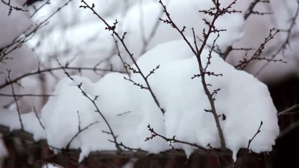 Snö på grenarna — Stockvideo